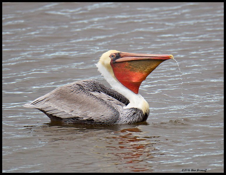 _4SB9609 brown pelican.jpg